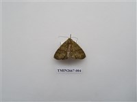 藏品(尺蛾204)的圖片